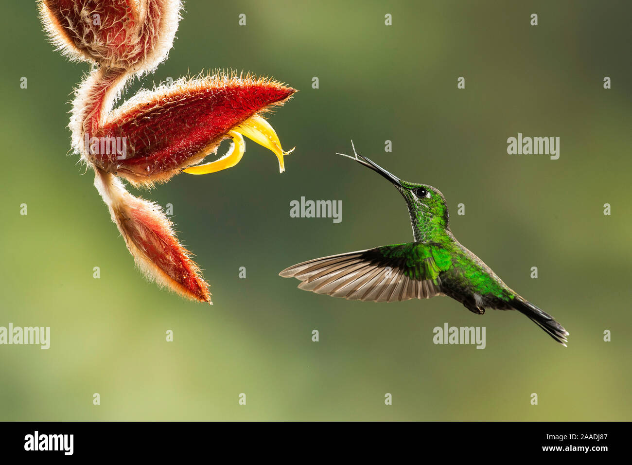Green crowned brilliant (Heliodoxa jacula) feeding from a Heliconia flower, Costa Rica Stock Photo