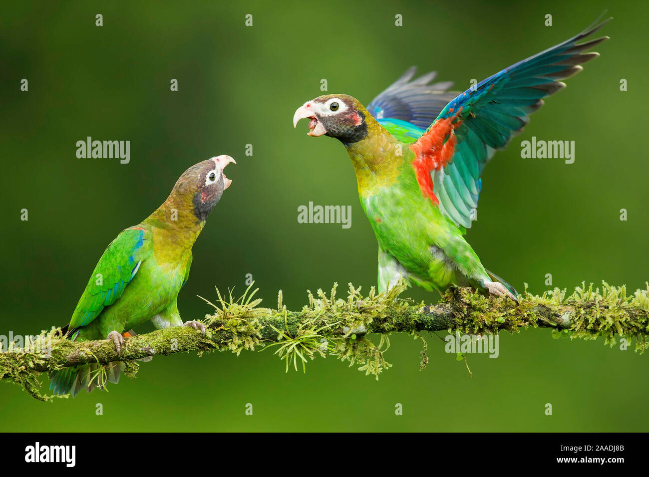 Two Brown-hooded parrots (Pyrilia haematotis) interacting, Costa Rica. Stock Photo