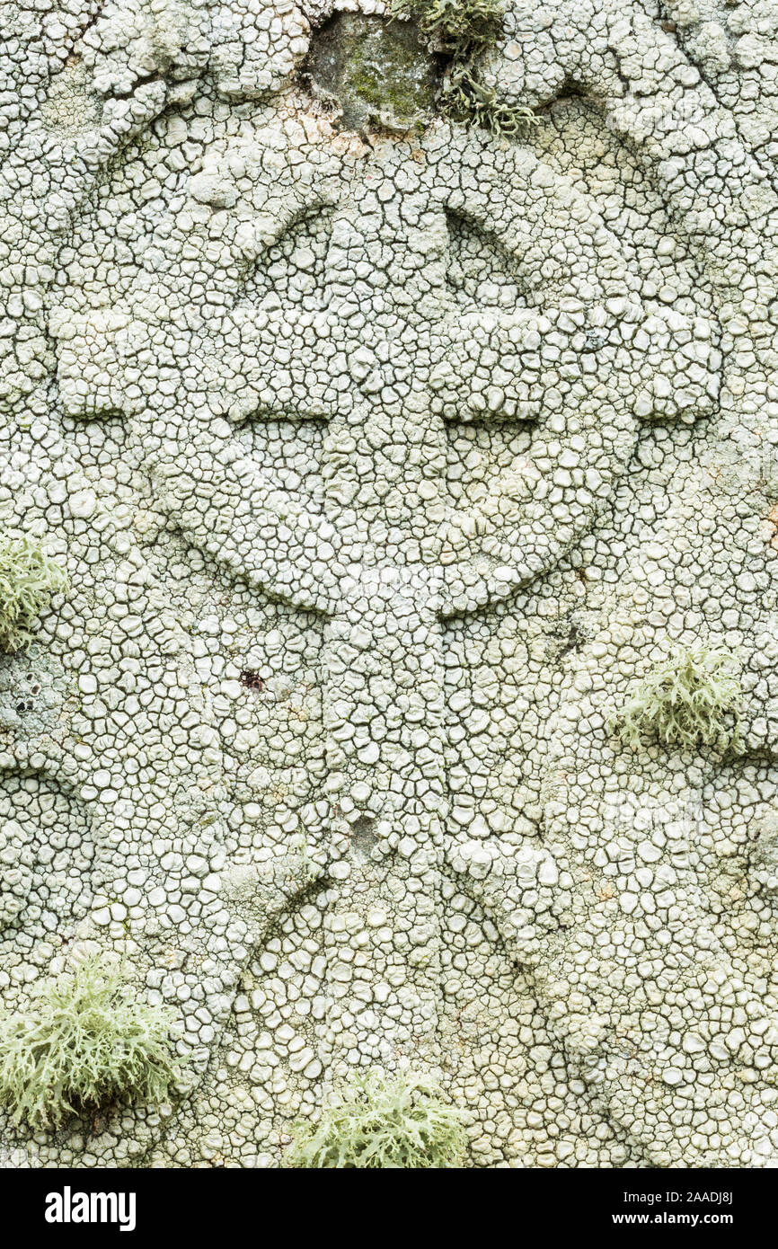 Crawfish lichen (Ochrolechia parella) on a gravestone, Unst, Shetland Islands, Scotland, August. Stock Photo