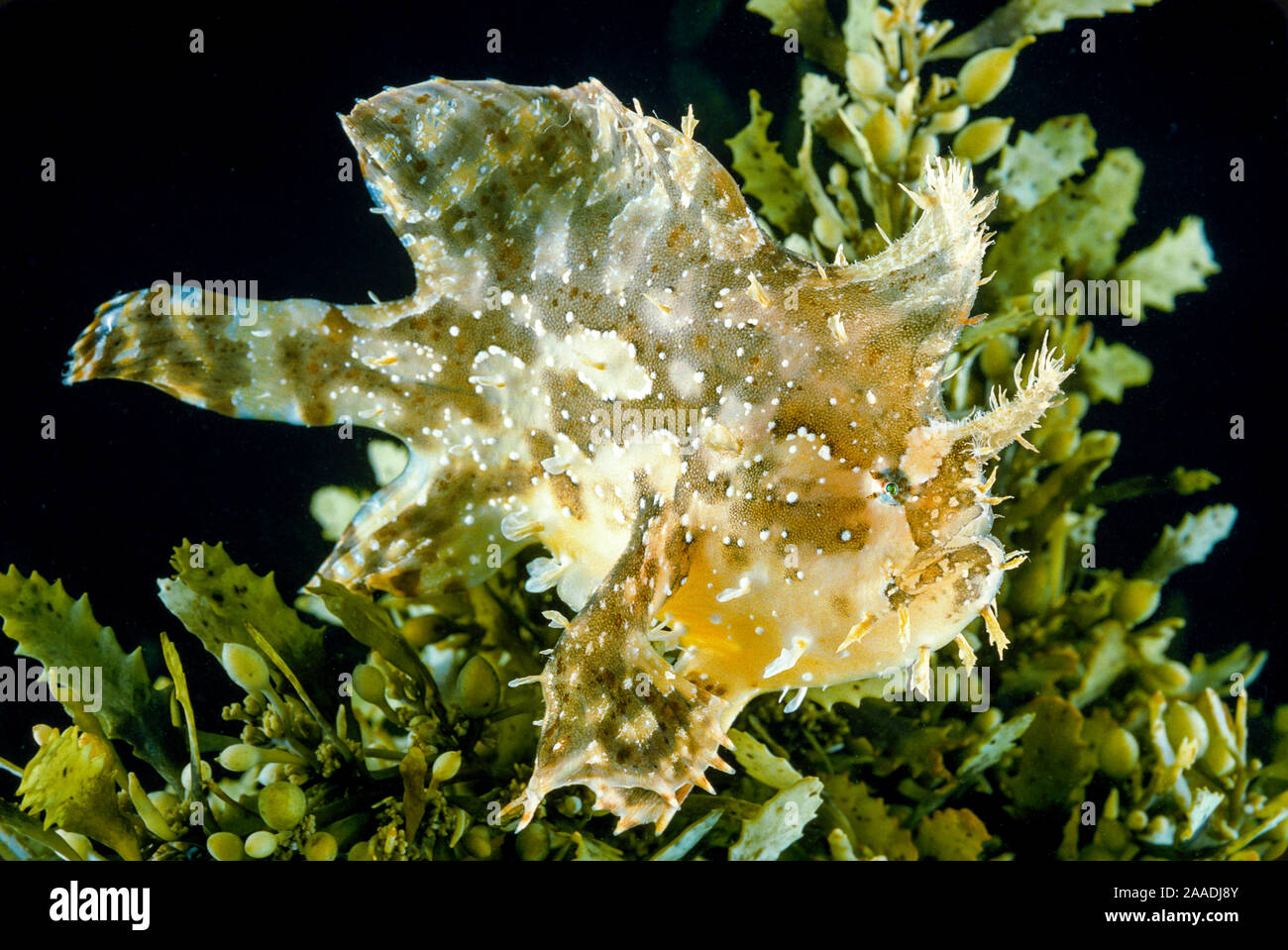 Sargassum fish (Histrio histrio) at the  sea surface with  floating sargassum weed.  Hawaii. Stock Photo