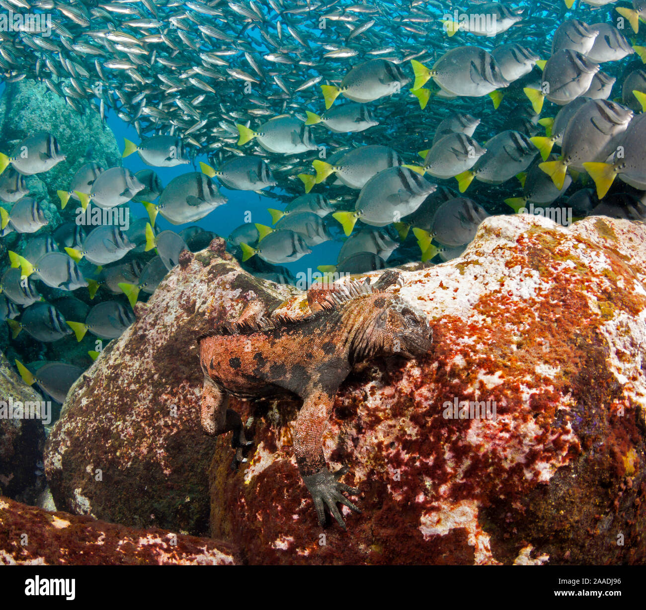 Marine iguana (Amblyrhynchus cristatus) feeding underwater on algae. Endemic species. With Schooling black striped salema (Xenocys jessiae)(endemic species) and yellowtail surgeonfish (Prionurus laticlavius) in the background, Santa Fe Island, Galapagos Islands, Stock Photo