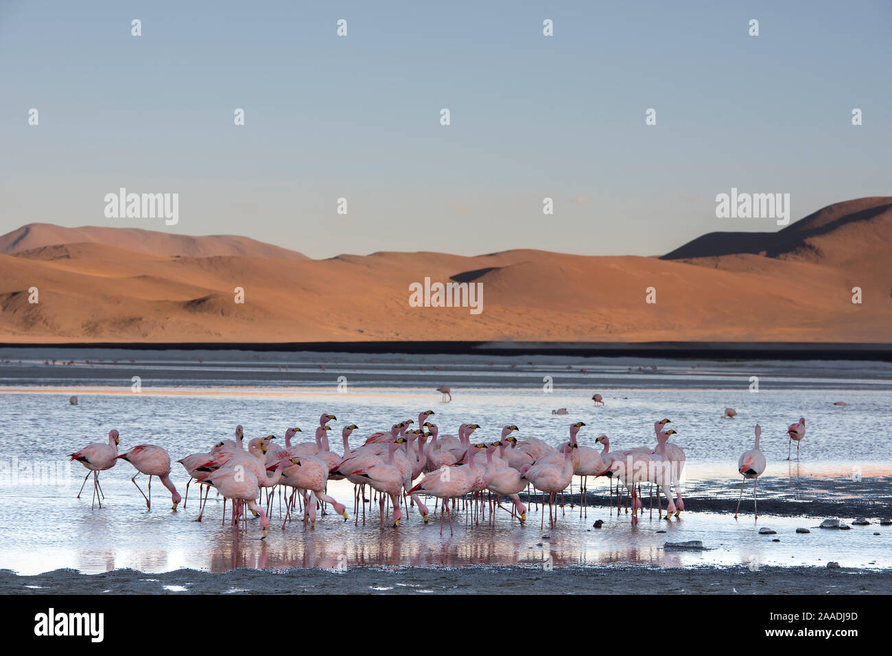 James's flamingo (Phoenicoparrus jamesi) flock on the shore of Laguna Colorada / Reserva Eduardo Avaroa, Altiplano, Bolivia Stock Photo