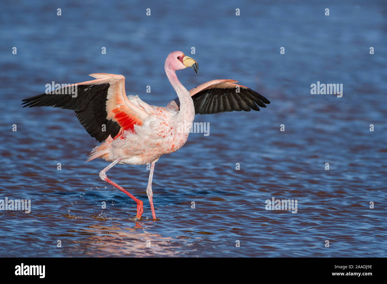 James's flamingo (Phoenicoparrus jamesi) walking with wings outstreched Laguna Colorada / Reserva Eduardo Avaroa, Altiplano, Bolivia Stock Photo