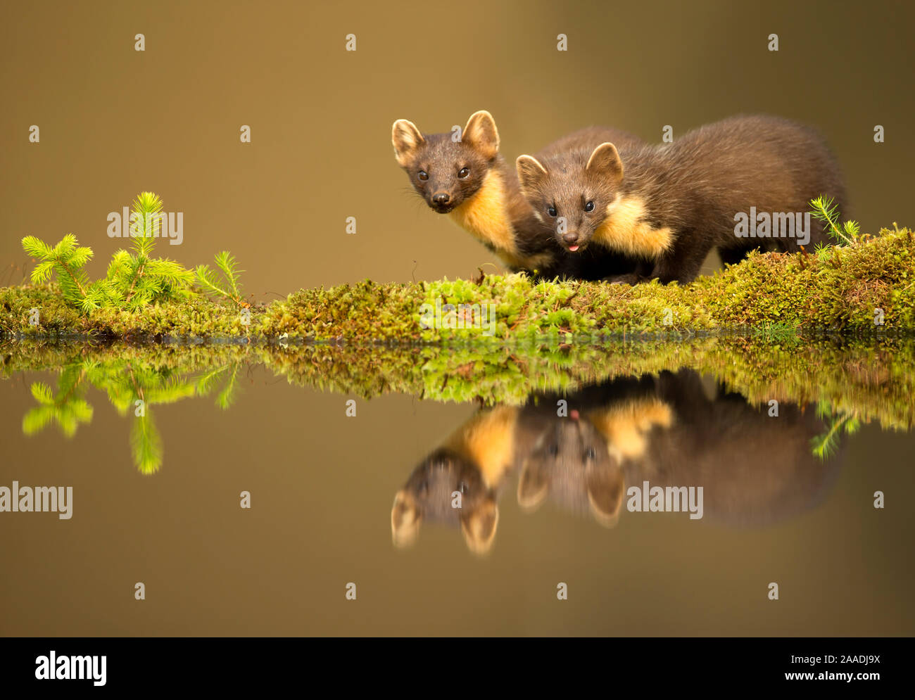 Pine marten (Martes martes) reflected in water, Ardnamurchan Peninsula, west coast of Scotland, UK. Highly commended in the Mammals category of the British Wildlife Photography Awards (BWPA) Competition 2017 Stock Photo