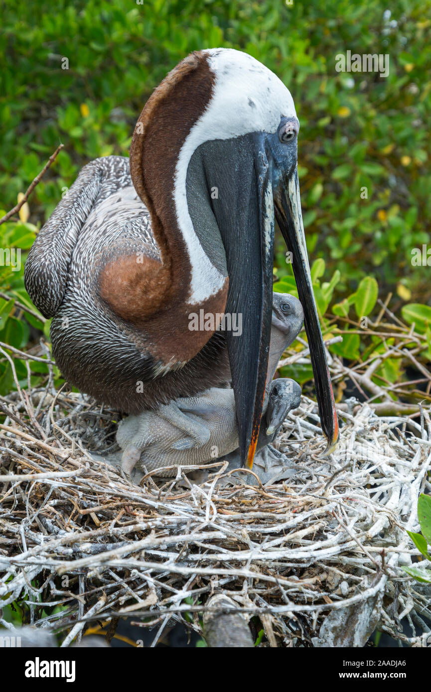 Brown pelican (Pelecanus occidentalis) feeding chicks at nest, Puerto Ayora / Academy Bay, Santa Cruz Island, Galapagos Stock Photo