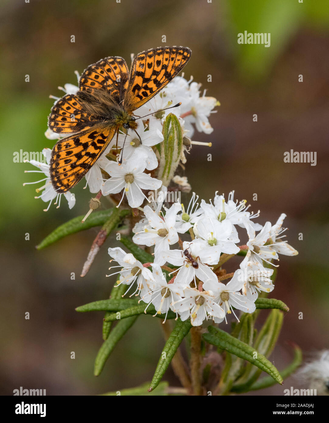 Pearl-bordered fritillary (Boloria euphrosyne) feeding from Wild Rosemary (Rhododendron tomentosum), Finland, June. Stock Photo