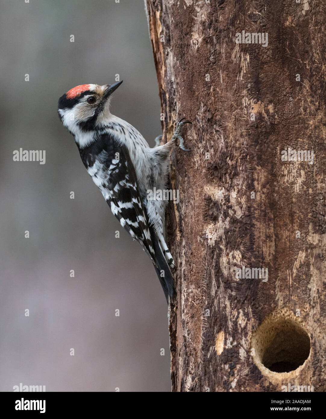 Lesser spotted woodpecker (Dendrocopos minor), male at nest hole, Finland, June. Stock Photo