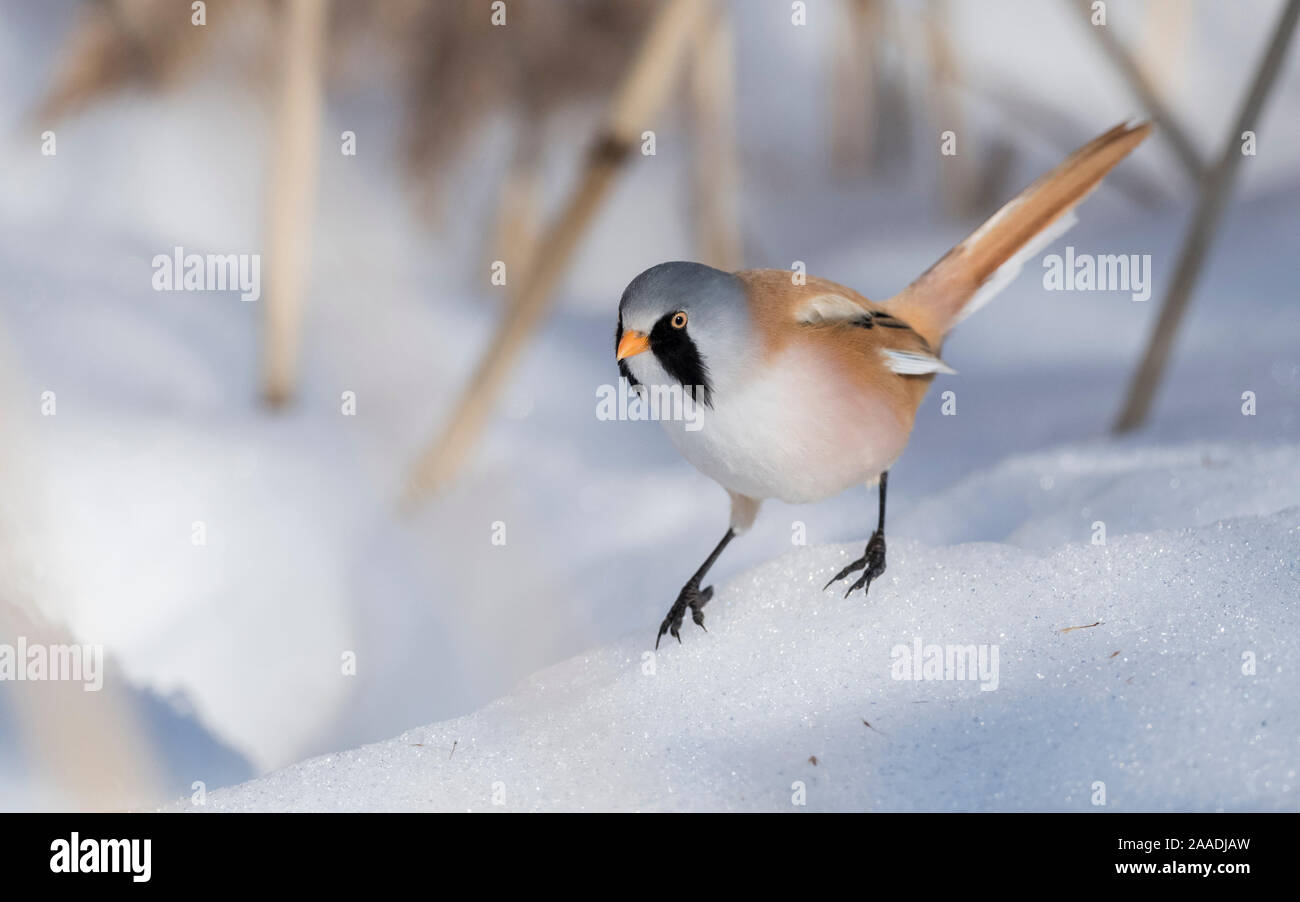 Bearded reedling / tit (Panurus biarmicus), male in snow, Finland, March. Stock Photo