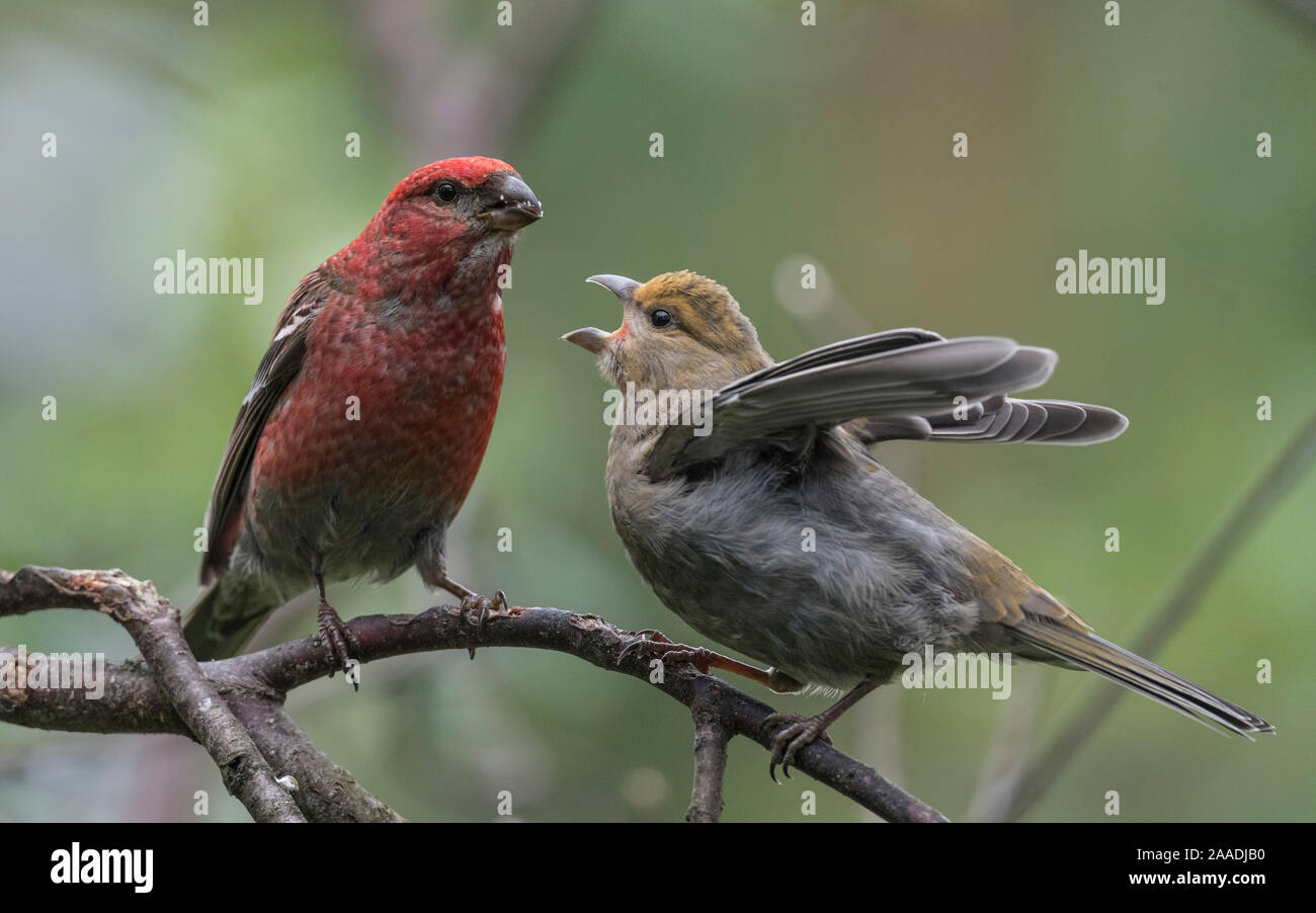 Pine grosbeak (Pinicola enucleator), male feeding juvenile, Finland, July. Stock Photo