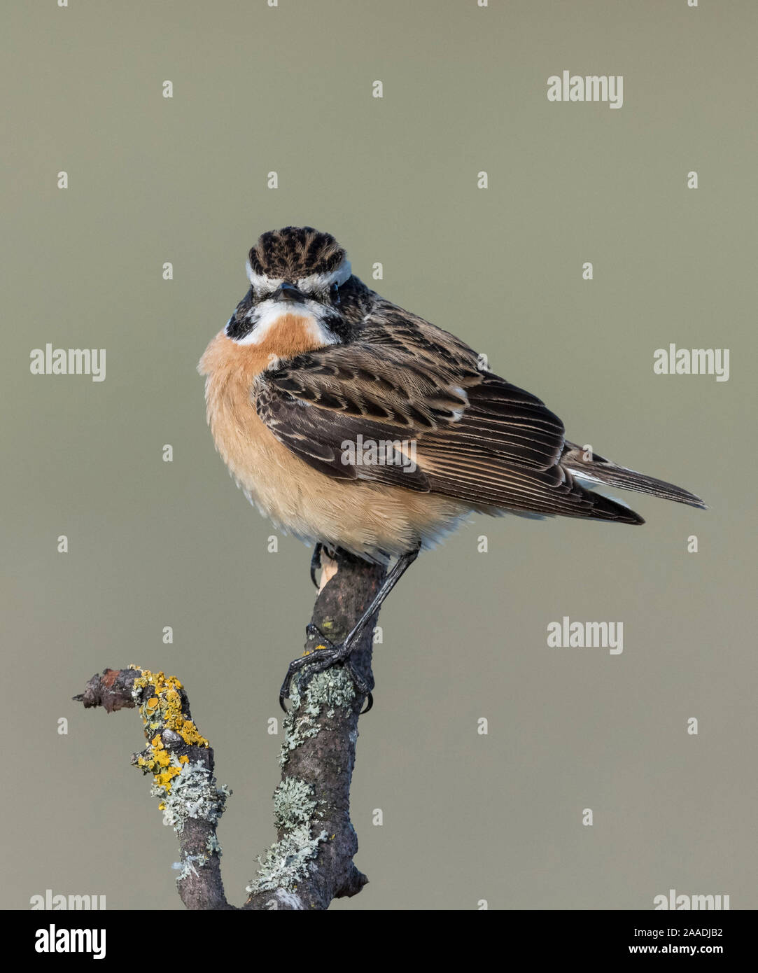 Whinchat (Saxicola rubetra), male perched,  Finland, May. Stock Photo