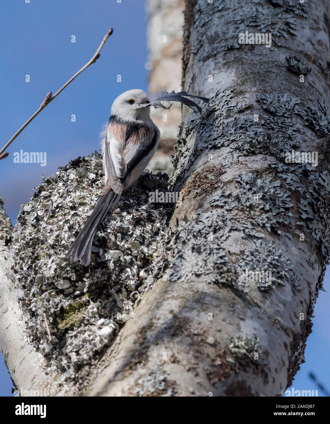 Long-tailed tit (Aegithalos caudatus caudatus) placing feather in nest, Finland. April. Stock Photo