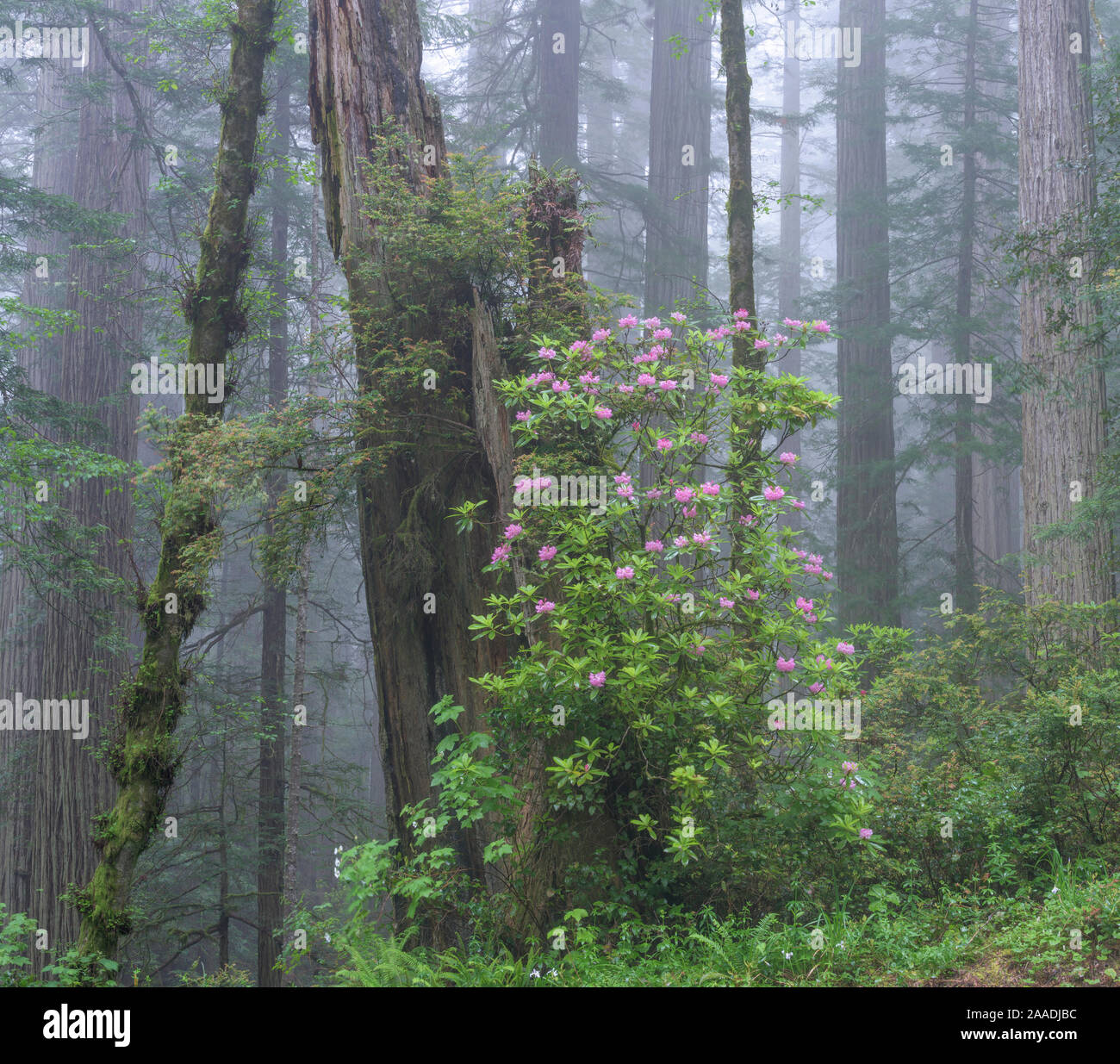 Flowering Rhododendron amongst giant old growth Redwood trees, Redwood National Park, Del Norte, California, USA. May 2017. Stock Photo