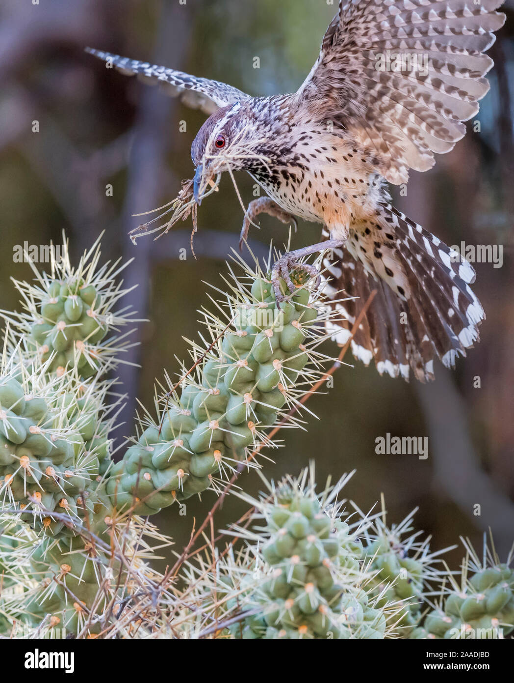 Cactus wren (Campylorhynchus brunneicapillus) carrying nest-building material in its beak for its nest amongst the sharp spines of a Chain cholla cactus (Cylindropuntia fulgida), Sonoran Desert near Tucson, Arizona, USA. July. Stock Photo
