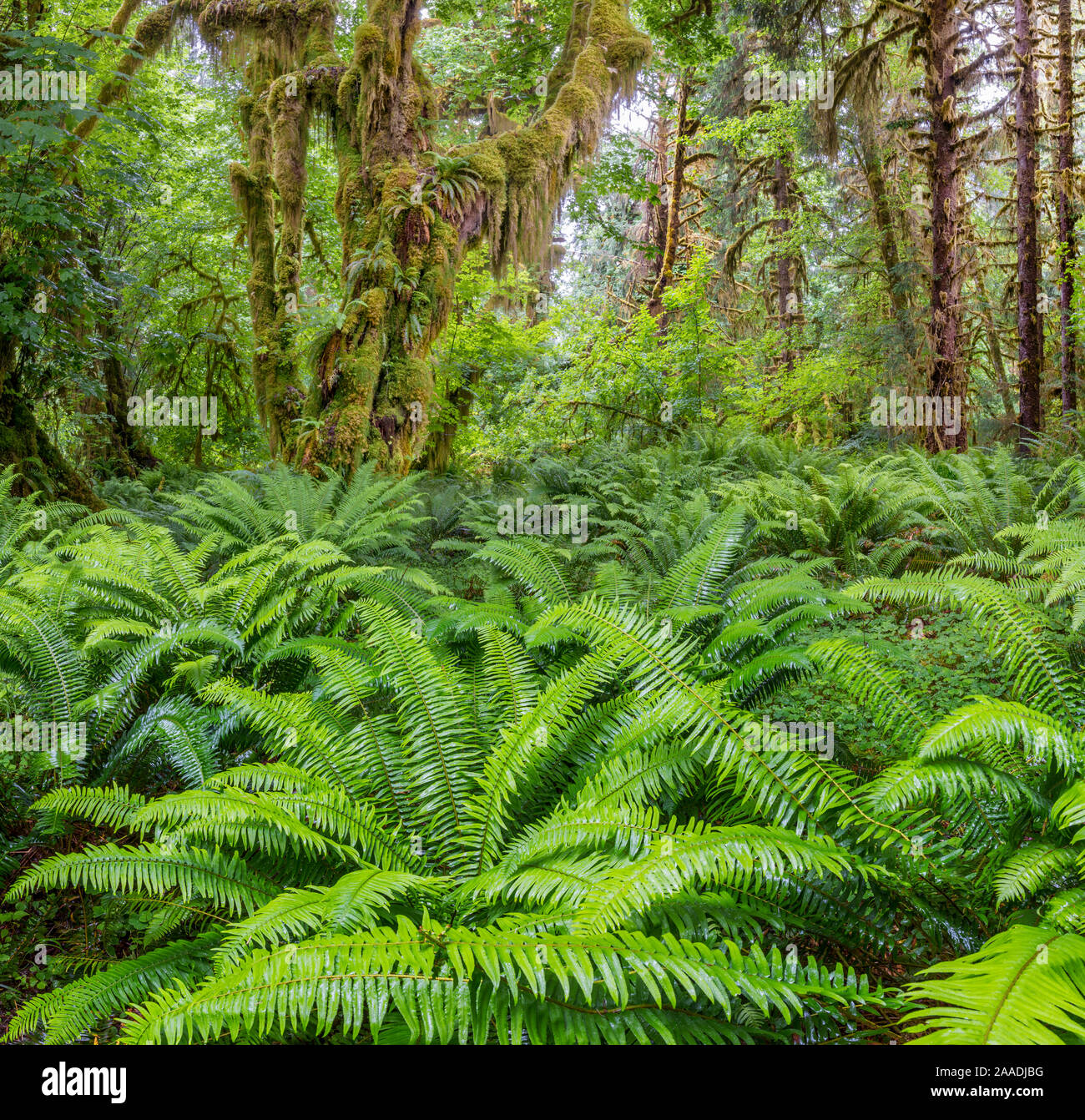 Western sword fern (Polystichum munitum) and Big leaf maple (Acer macrophyllum) trees that are covered with moss, Hoh Temperate Rainforest, Olympic National Park, Washington, USA. June 2017. Stock Photo