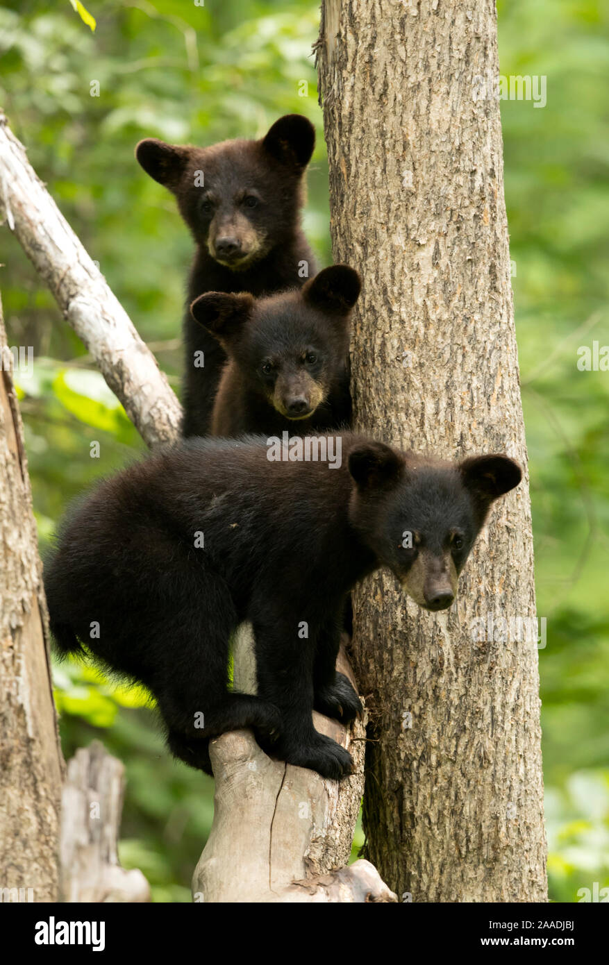 Black bear cubs (Ursus americanus) standing in a tree, Minnesota, USA, June. Stock Photo