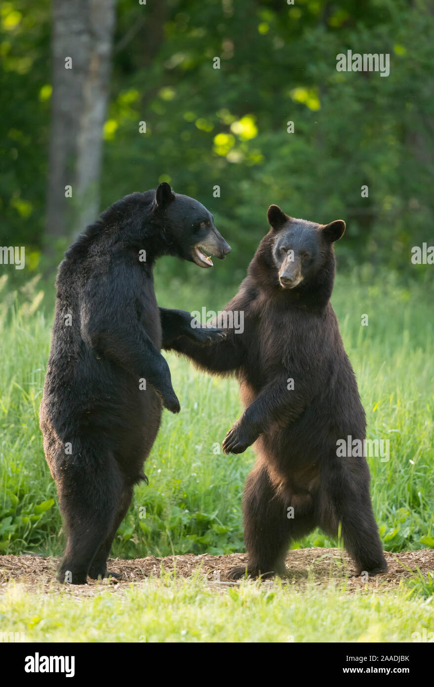 Black bears (Ursus americanus) standing on back legs, fighting, Minnesota, USA, June. Stock Photo