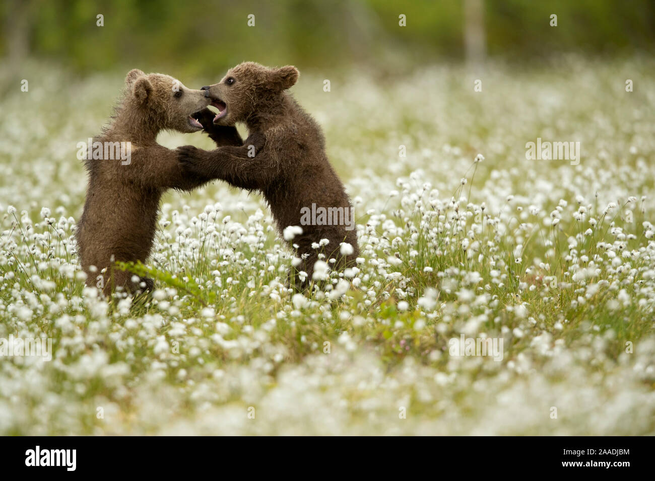 Brown Bear (Ursus arctos) cubs play fighting amongst cotton grass, Finland, June Stock Photo