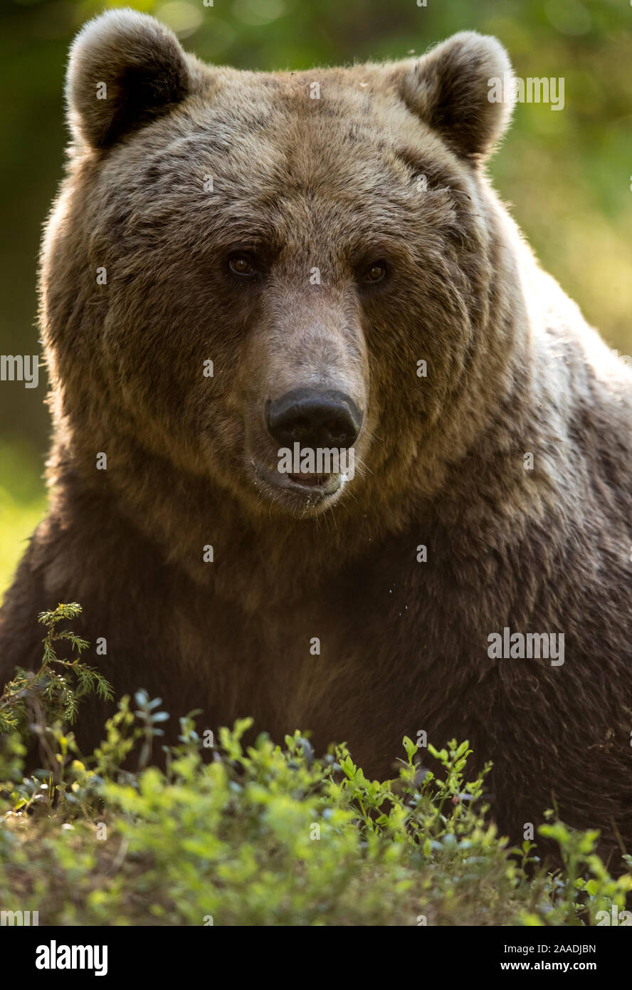 Brown Bear (Ursus arctos) adult portait, Finland, June Stock Photo