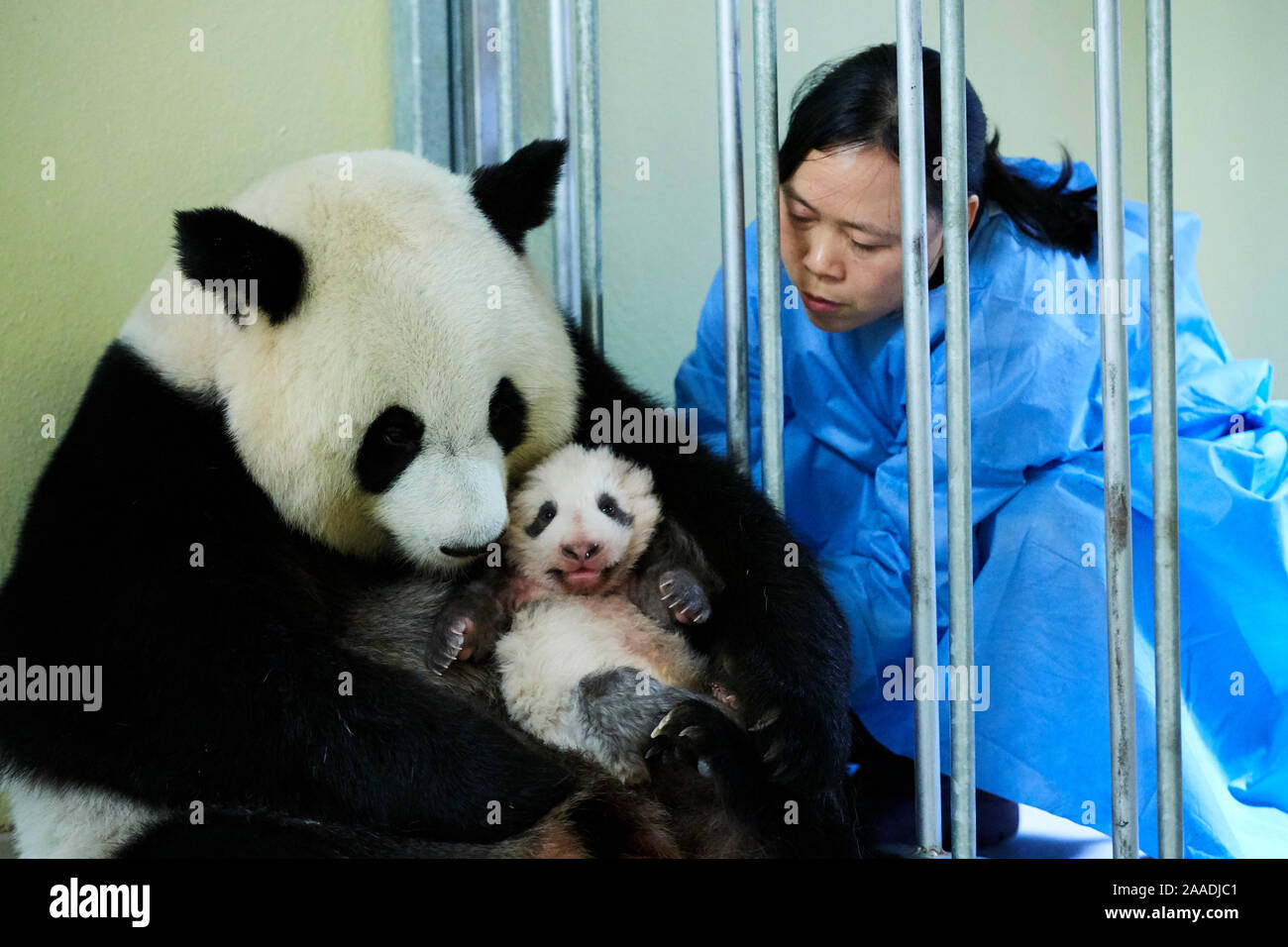 Keeper feeding Giant panda (Ailuropoda melanoleuca) female Huan Huan, whilst removing baby, age two months, for check up. Beauval Zoo, France, October 2017. Stock Photo