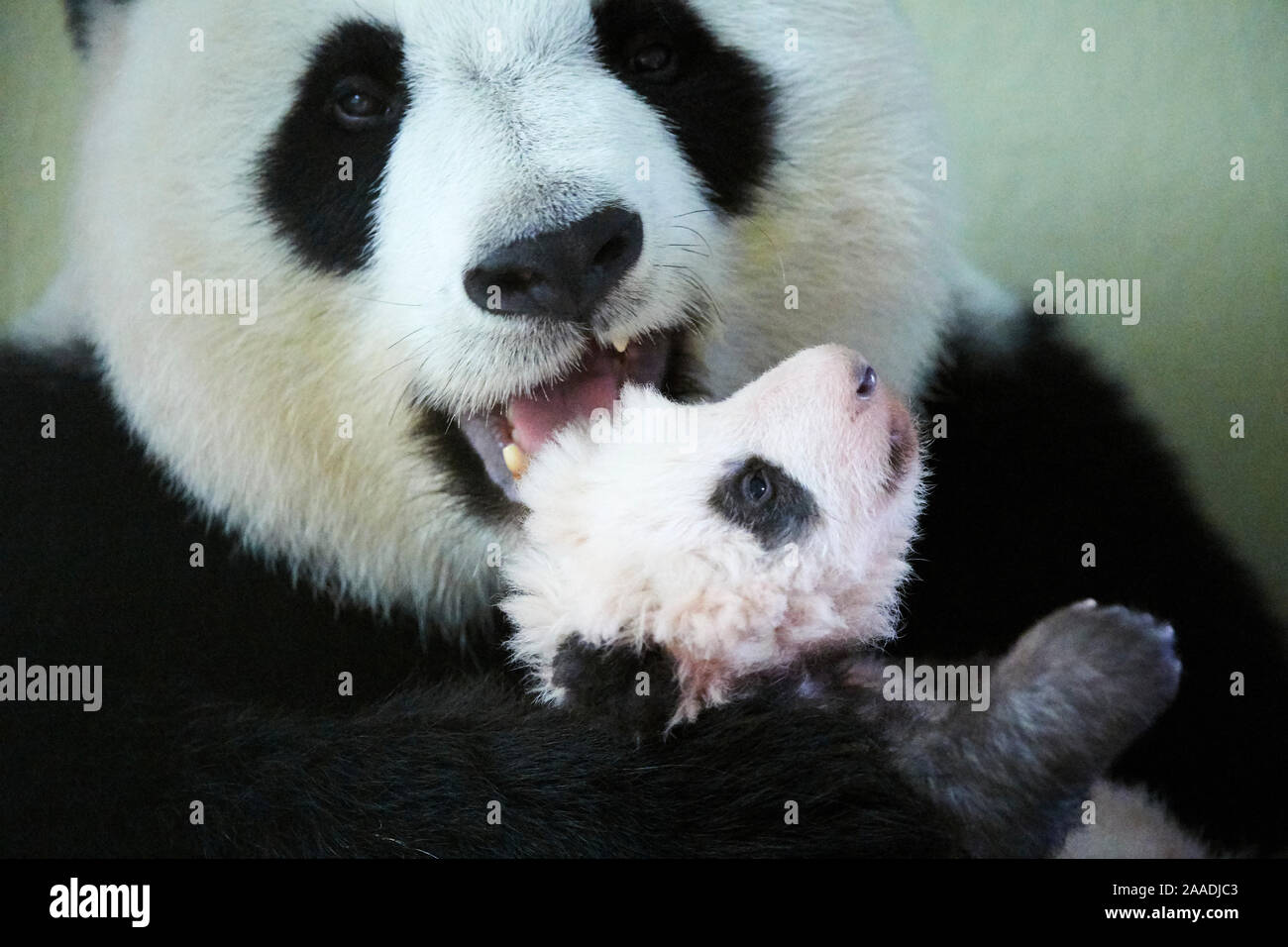 Giant panda (Ailuropoda melanoleuca) female, Huan Huan, holding baby, aged two months, Beauval Zoo, France, October 2017. Stock Photo