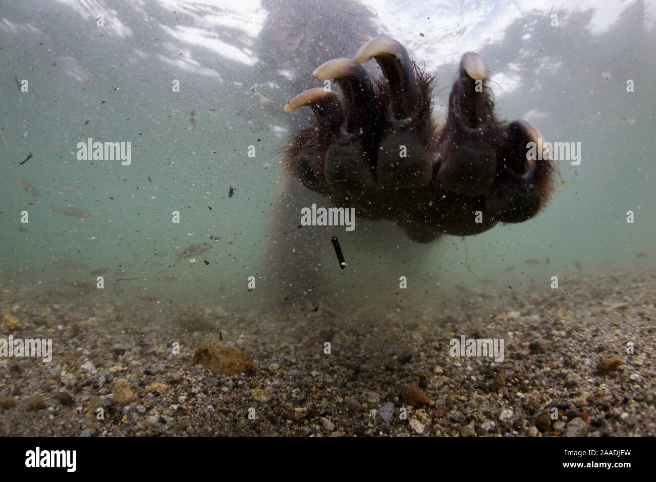Underwater view of Brown bear (Ursus arctos) paw fishing for Sockeye salmon (Oncorhynchus nerka) with paw outstretched. Ozernaya River, Kuril Lake, South Kamtchatka Sanctuary, Far East Russia. August. Stock Photo