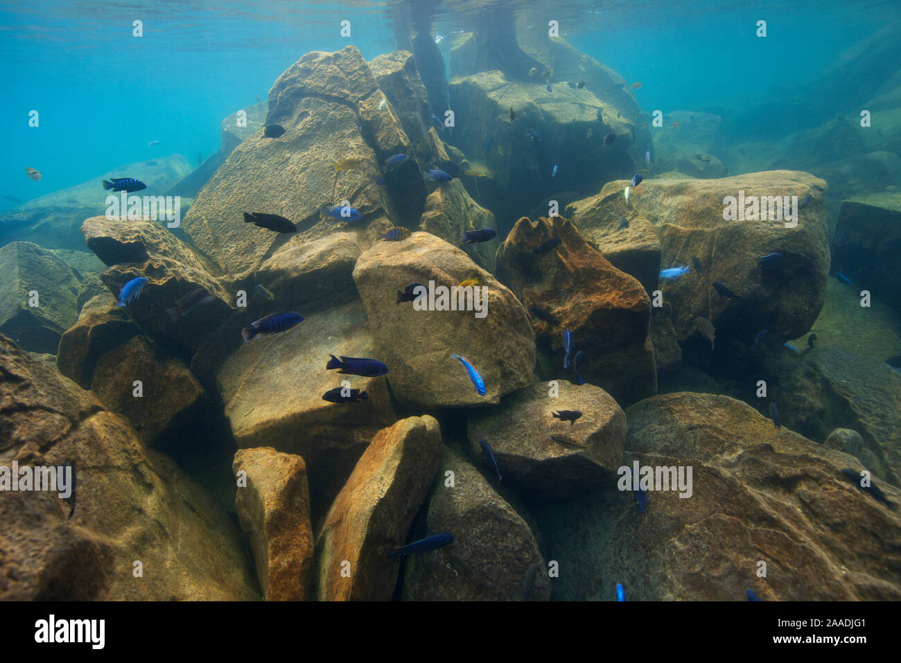 Cichlids (Cichlidae) in Lake Malawi,   Malawi, November. Photographed for The Freshwater Project. Stock Photo