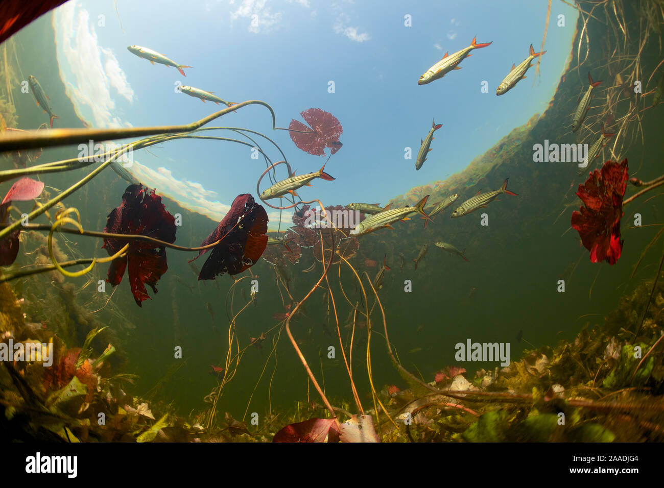 Underwater view of African tigerfish (Hydrocynus vittatus), predatory fish in the Okavango river with Water lily (Nymphaea nouchali var. caerulea) and other aquatic plants. Okavango Delta, Botswana,  June 2014 . Photographed for The Freshwater Project Stock Photo