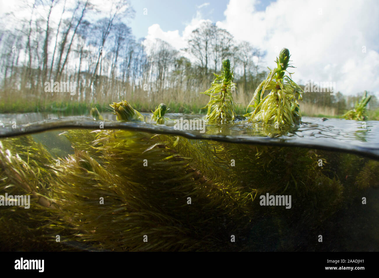 River Plants Uk Underwater Hi res Stock Photography And Images Alamy River Plants Uk Underwater Hi res Stock Photography And Images Alamy