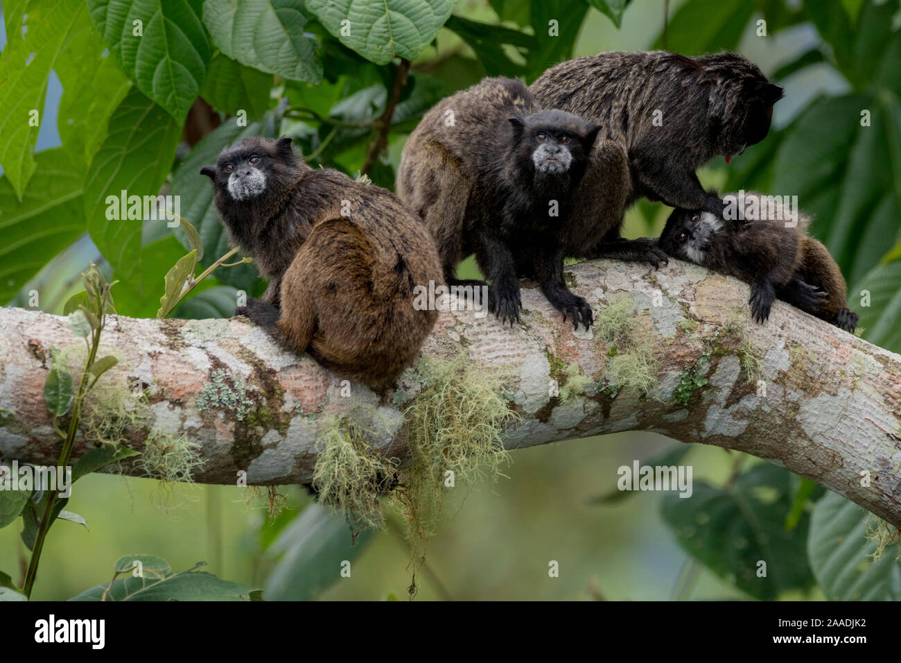 Black-Mantled Tamarin (Saguinus nigricollis) group with social grooming, Sumaco, Napo, Ecuador. Stock Photo
