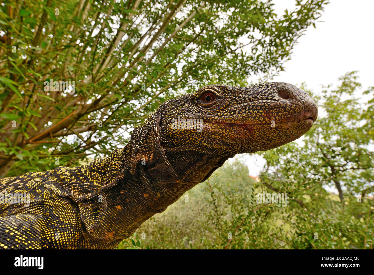 Crocodile monitor (Varanus salvadorii) portrait, captive, occurs in New Guinea. Stock Photo