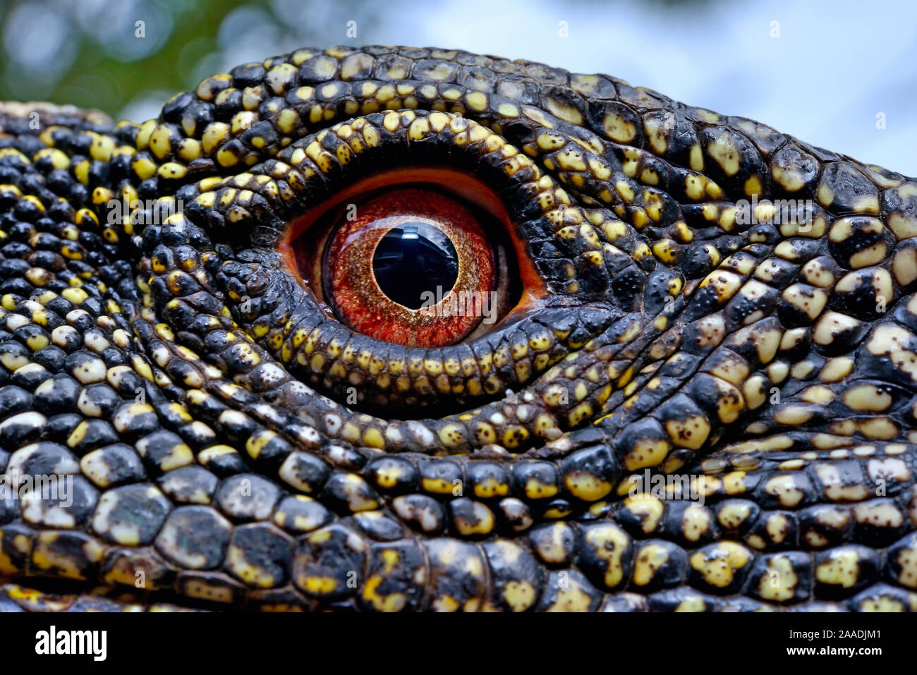 Crocodile monitor (Varanus salvadorii) close up eye, captive, occurs in New Guinea. Stock Photo