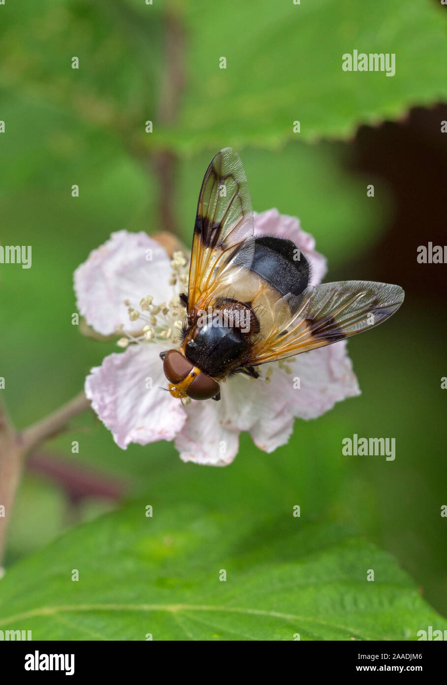 Great pied hoverfly (Volucella pellucens) feeding from bramble flower, Wiltshire, England, UK, July. Bumblebee mimic species. Stock Photo