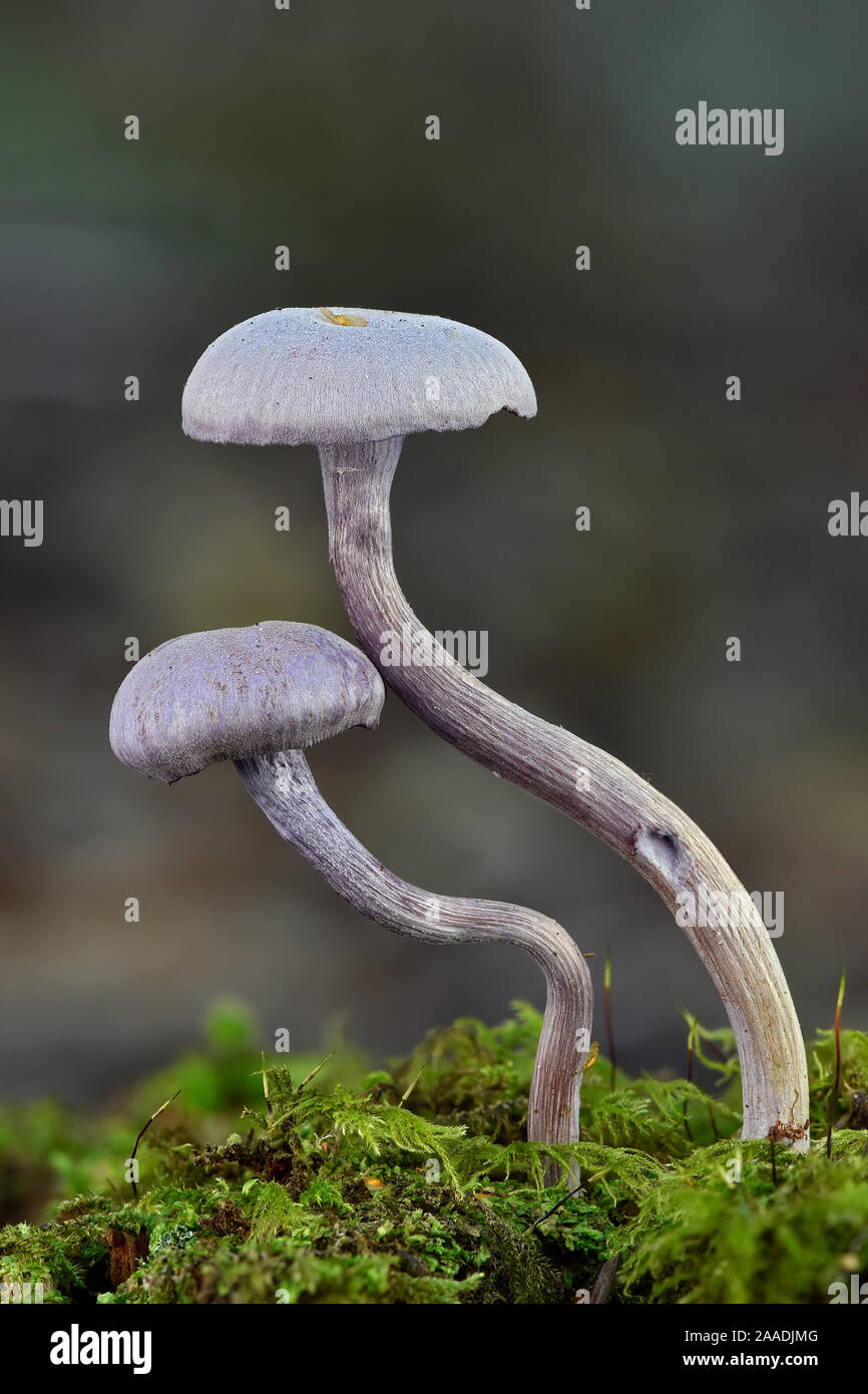 Amethyst deceiver toadstools (Laccaria amethystina) growing up from mossy log, Buckinghamshire, England, UK, October. Focus Stacked Image Stock Photo