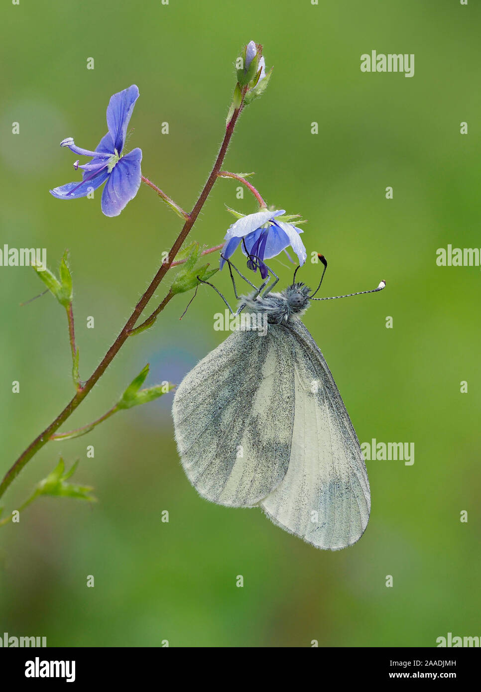 Wood White butterfly (Leptidea sinapis) on Germander Speedwell (Veronica chamaedrys), Surrey, England, UK, May - Focus Stacked Stock Photo