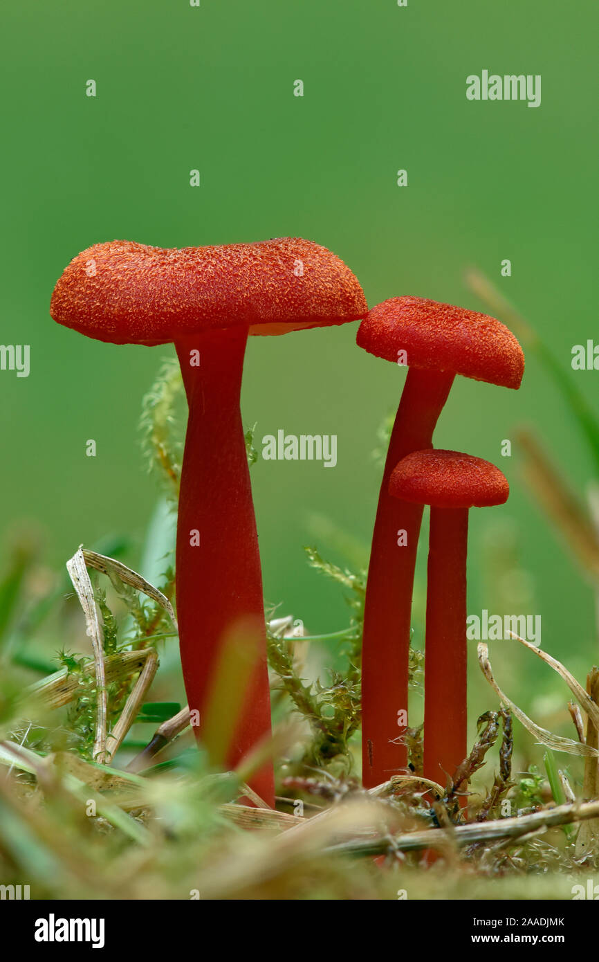 Vermilion waxcap fungi (Hygrocybe miniata) Buckinghamshire, England, UK, September - Focus Stacked Image Stock Photo