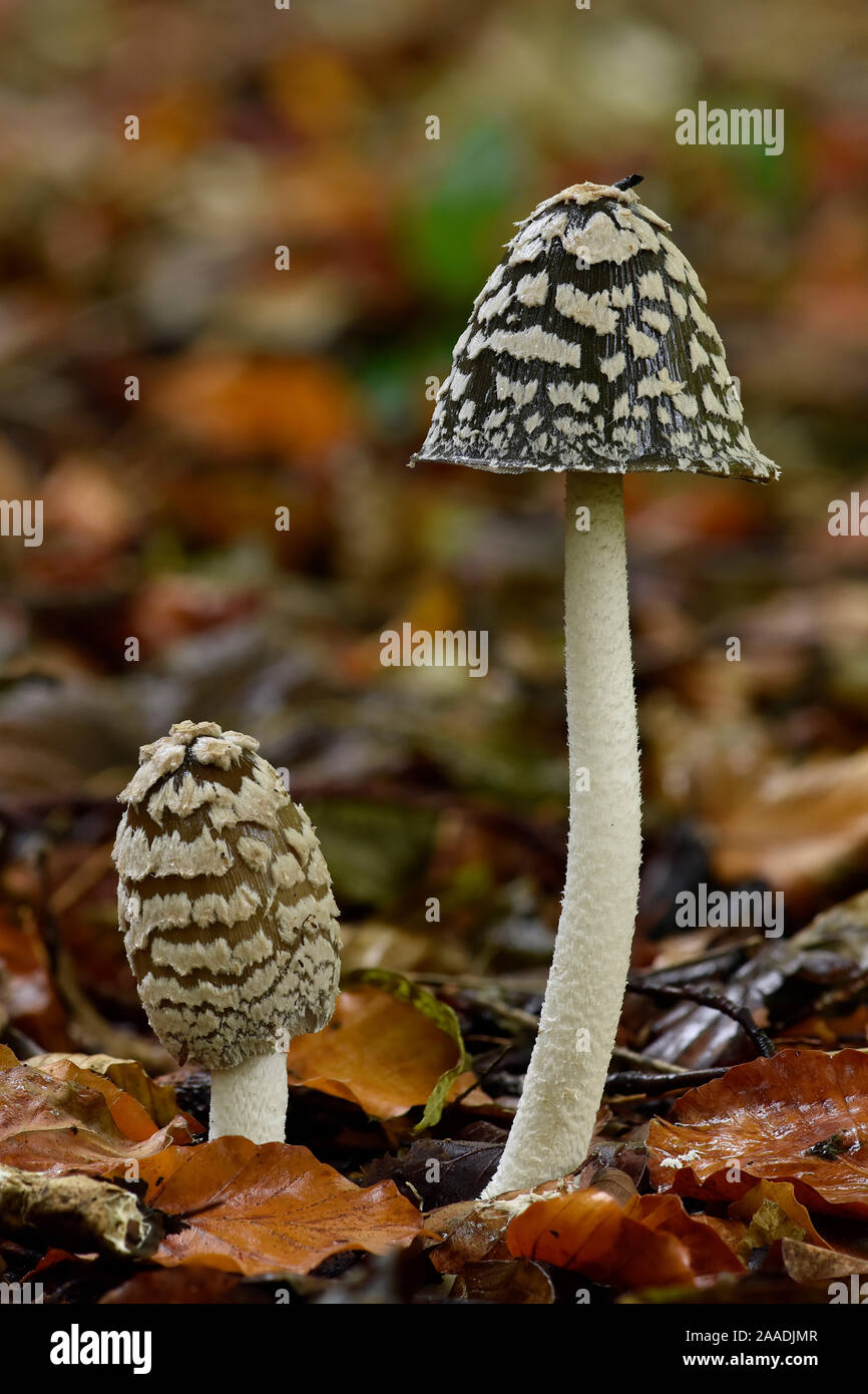 Magpie inkcap (Coprinopsis picacea) uncommon inkcap that usually grows singularly often under beech trees, Bedfordshire, England, UK, October. Focus stacked image Stock Photo
