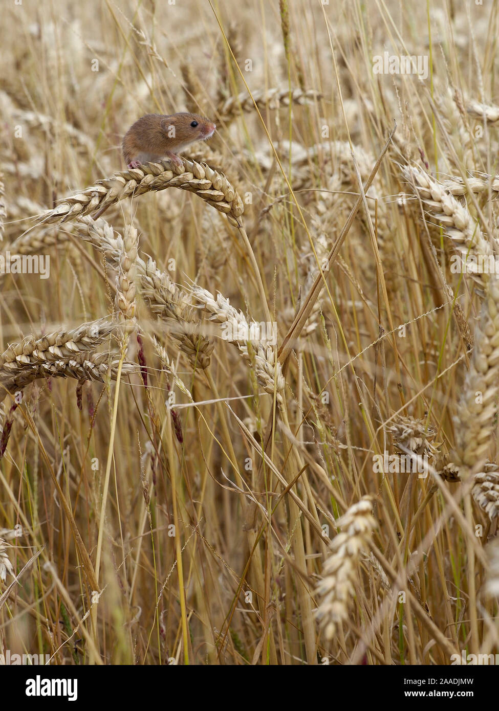 Harvest mouse (Micromys minutus) climbing among wheat, Hertfordshire, England, UK, August, Controlled conditions Stock Photo