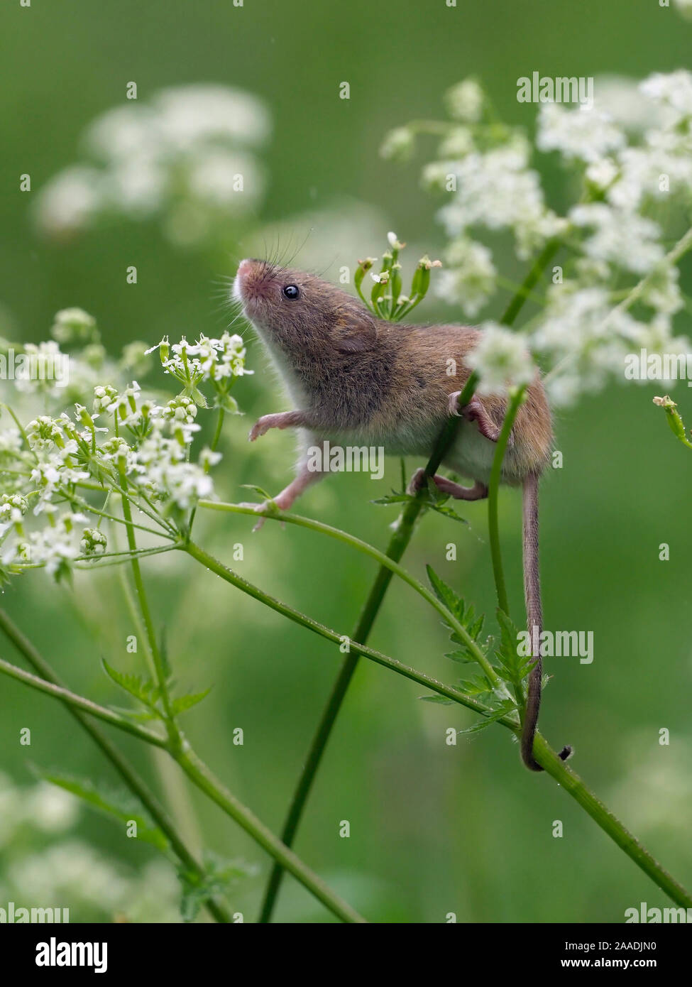 Harvest mouse (Micromys minutus) climbing among Cow Parsley, Hertfordshire, England, UK, May, Controlled conditions Stock Photo