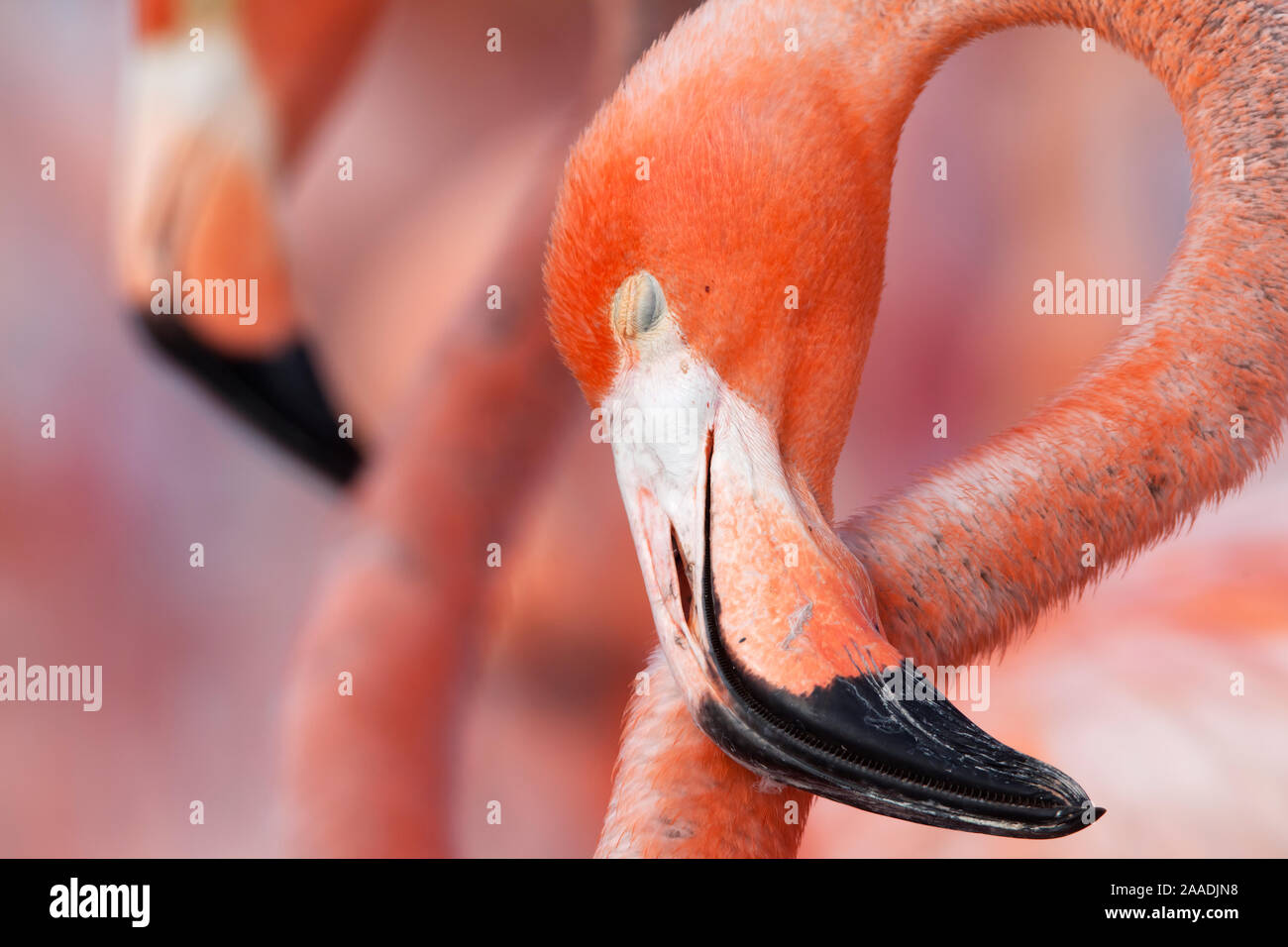 Caribbean Flamingo (Phoenicopterus ruber) sleeping in the breeding colony, brooding egg, Ria Lagartos Biosphere Reserve, Yucatan Peninsula, Mexico, June, Finalist in the Portfolio Category of the Terre Sauvage Nature Images Awards 2017. Stock Photo
