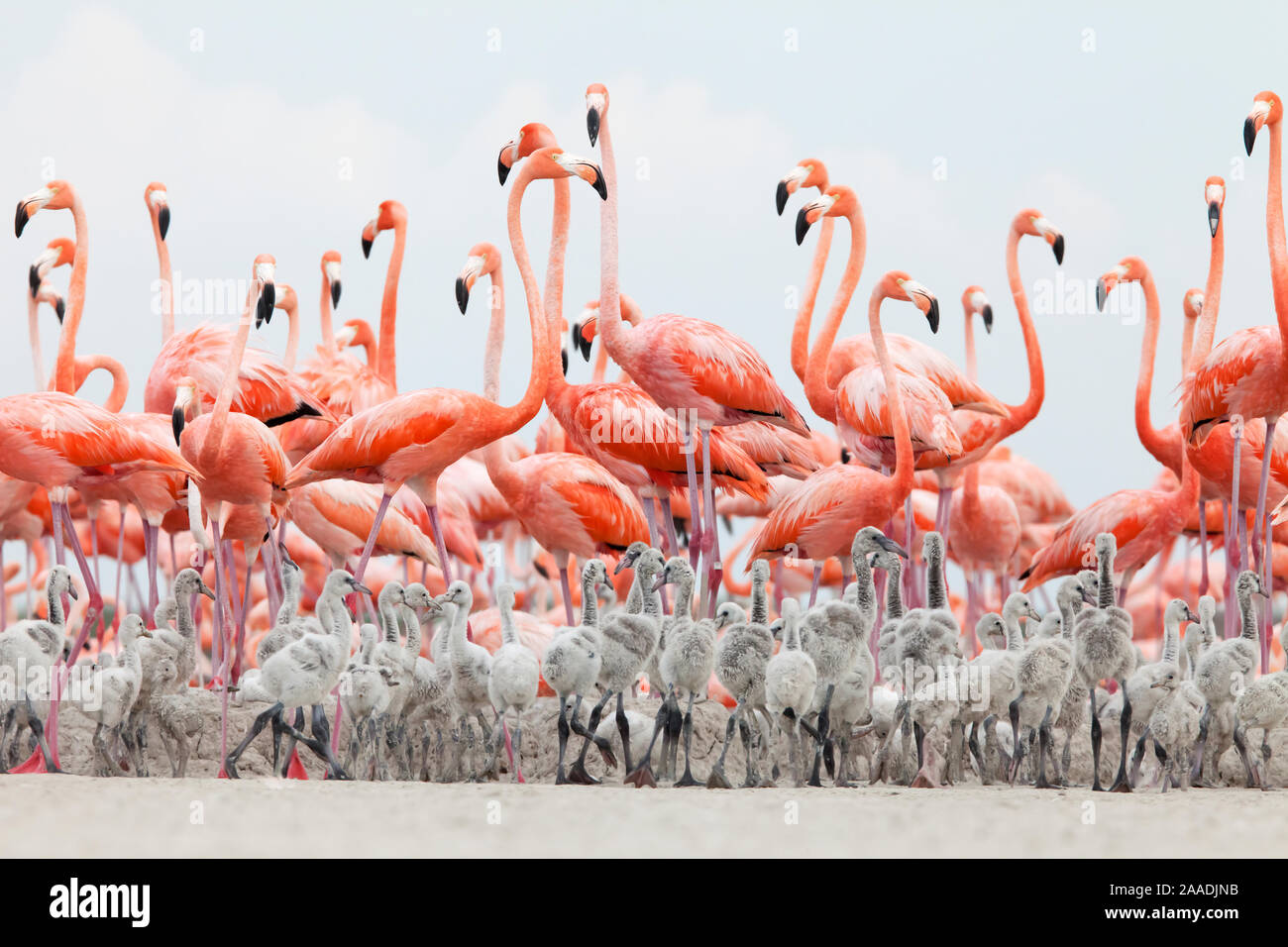 Caribbean Flamingo (Phoenicopterus ruber) chick crÃ¨che in front of attentive adult flamingo group, breeding colony, Ria Lagartos Biosphere Reserve, Yucatan Peninsula, Mexico, June, Finalist in the Portfolio Category of the Terre Sauvage Nature Images Awards 2017 Stock Photo
