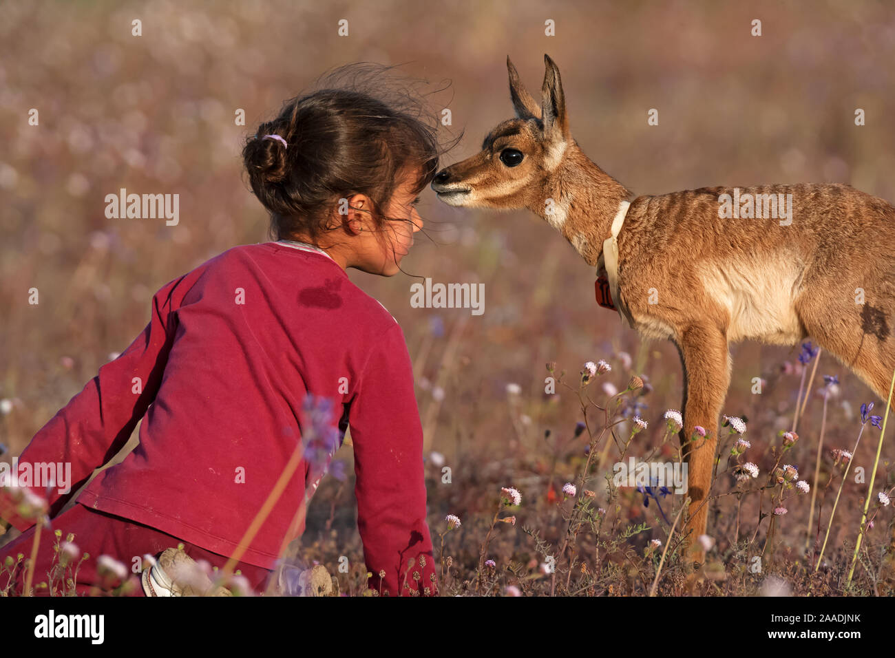 Young girl face to face with Peninsular Pronghorn Antelope (Antilocapra americana peninsularis) fawn at Peninsular Pronghorn recovery project, El Vizcaino Desert Biosphere Reserve, Baja California Peninsula, Mexico, March, First prize in the 'Passion for Conservation' National Contest organised by Mexico's National Comission of Natural Protected Areas (CONANP) Model released Stock Photo