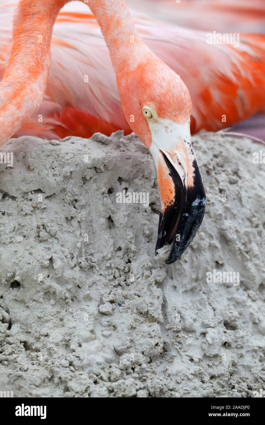 Caribbean Flamingo (Phoenicopterus ruber) building up mud whilst  brooding egg, breeding colony, Ria Lagartos Biosphere Reserve, Yucatan Peninsula, Mexico, June, Finalist in the Portfolio Category of the Terre Sauvage Nature Images Awards 2017. Stock Photo