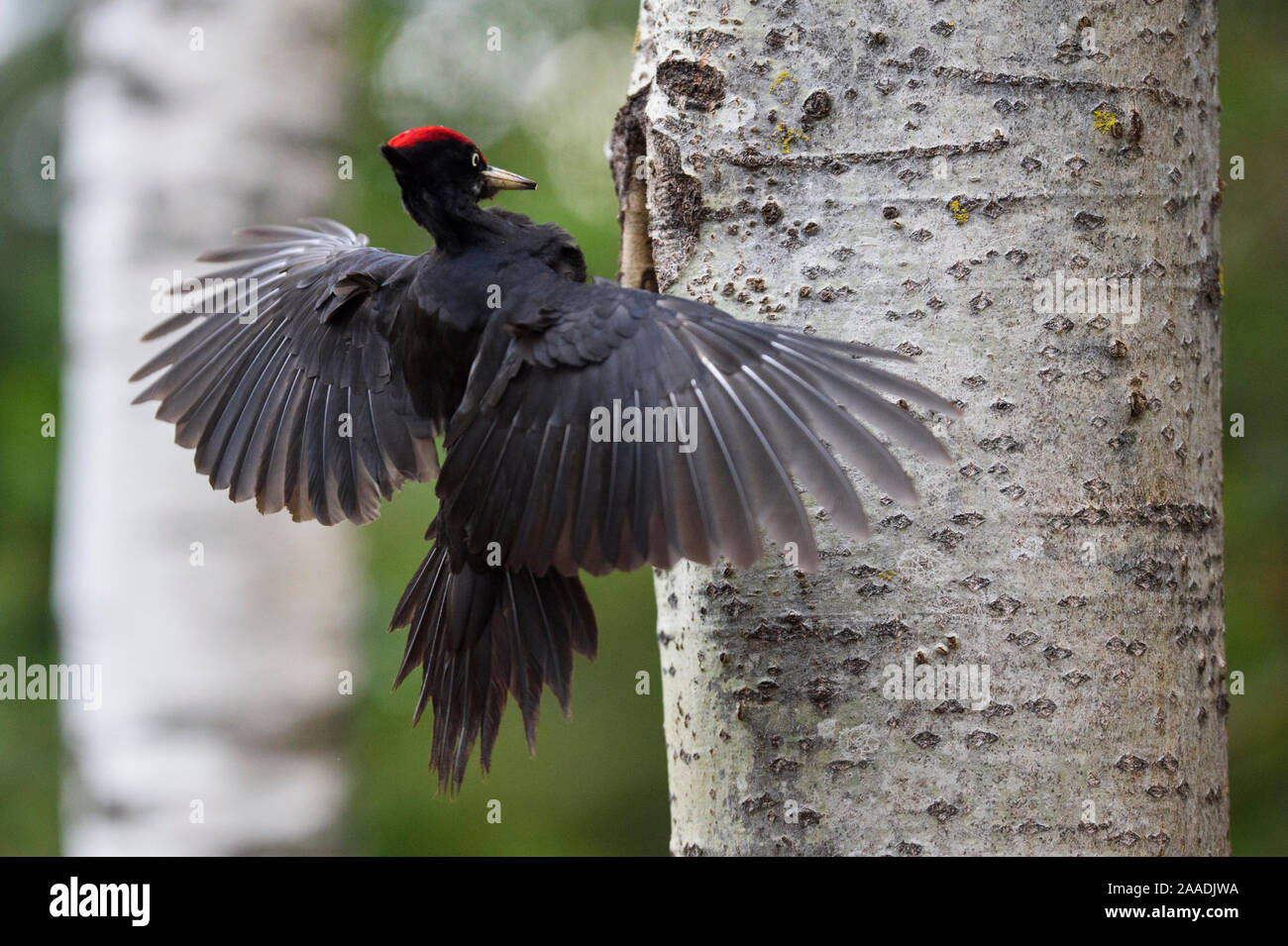 Black woodpecker (Dryocopus martius) landing outside nest, Valga County, Estonia. April. Highly commended in the Portfolio category of the Terre Sauvage Nature Images Awards 2017. Stock Photo