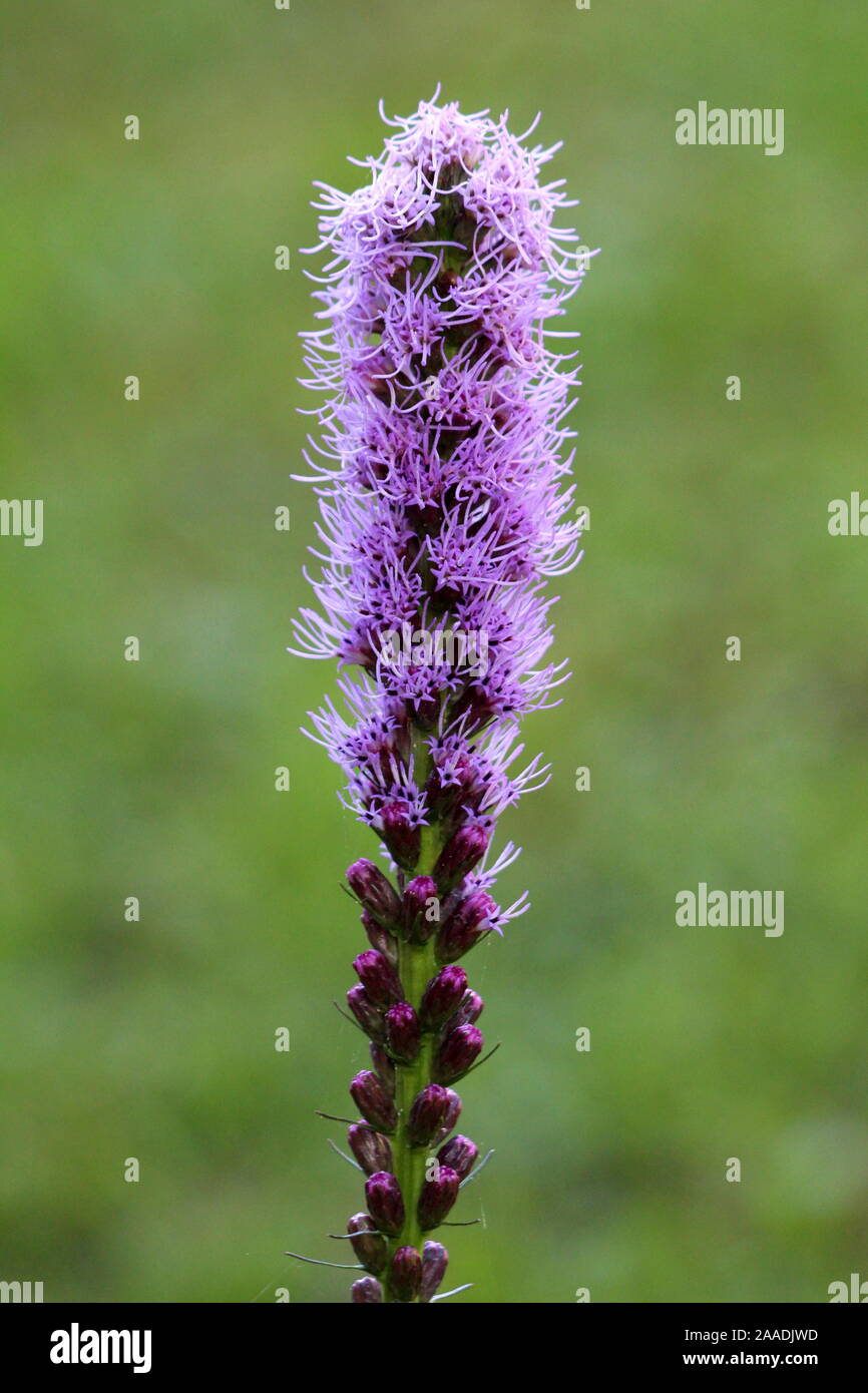 Dense blazing star or Liatris spicata or Prairie gay feather herbaceous perennial flowering plant with single tall spike of purple flowers Stock Photo