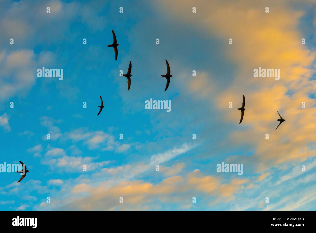 Swift (Apus apus) flock screaming in flight against blue sky and clouds, Monmouthshire, Wales, UK, July. Stock Photo