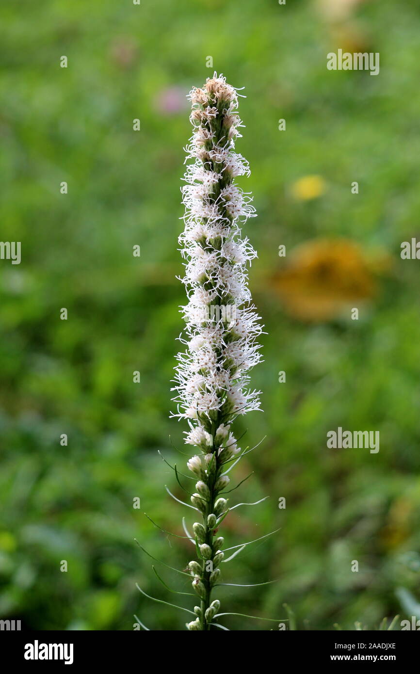 Dense blazing star or Liatris spicata or Prairie gay feather herbaceous perennial flowering plant with single tall spike of white flowers Stock Photo