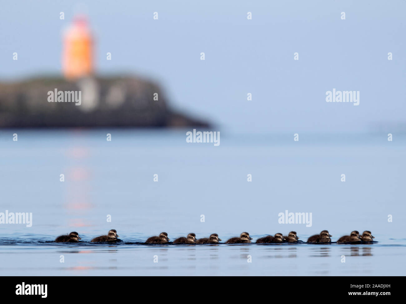 Common eider (Somateria mollissima) ducklings, Flatey, Iceland.  June 2016. Winner of the Portfolio Award of the Terre Sauvage Nature Images Awards Competition 2017. Stock Photo