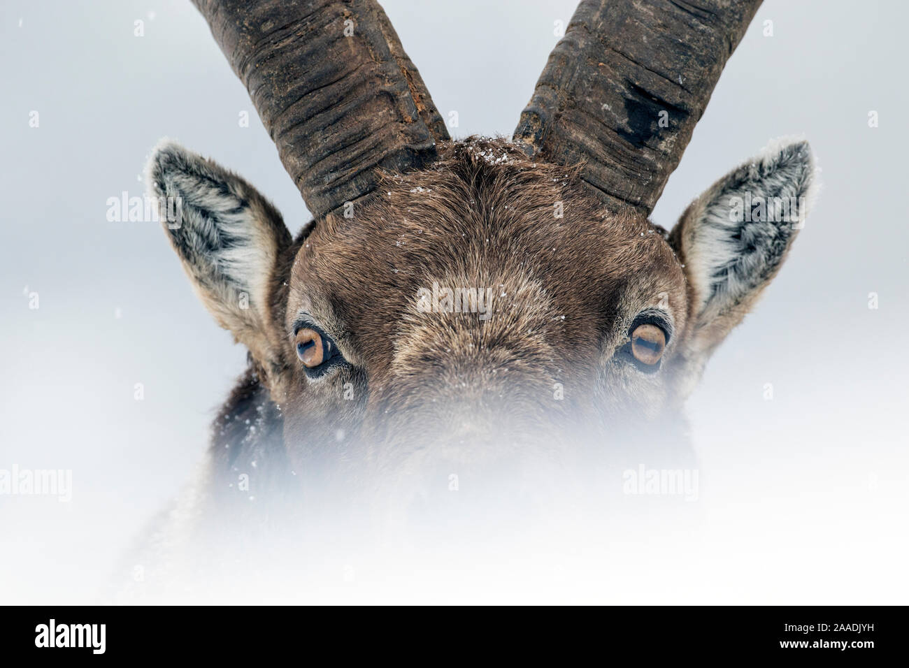 Alpine ibex (Capra ibex) close-up portrait. Gran Paradiso National Park, the Alps, Italy. January.  Highly commended in the Portfolio category of the Terre Sauvage Nature Images Awards 2017. Stock Photo
