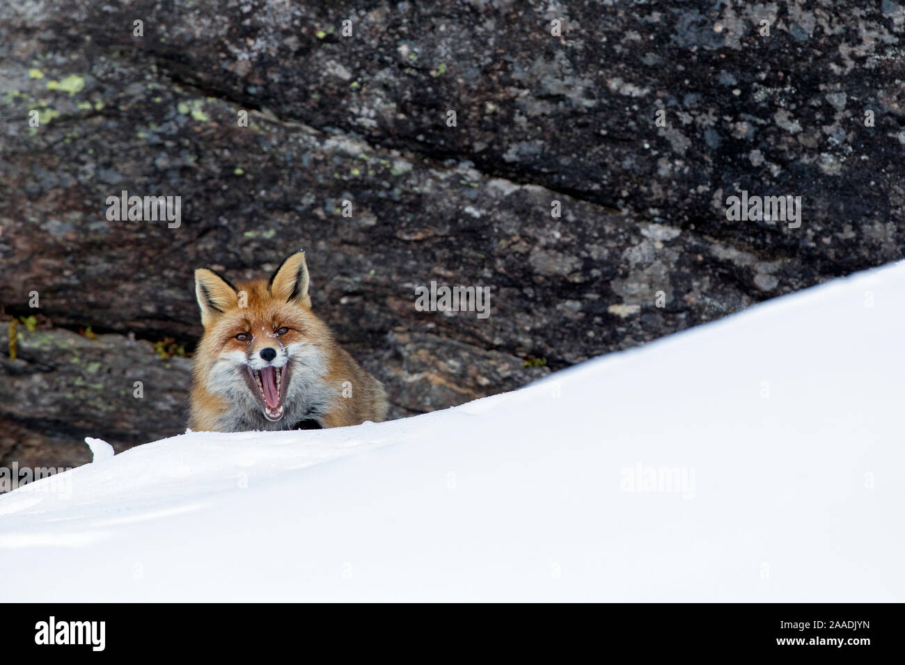 European red fox (Vulpes vulpes crucigera) in deep snow in front of steep rocks. Gran Paradiso National Park, Italy. December Highly commended in the Portfolio category of the Terre Sauvage Nature Images Awards 2017. Stock Photo