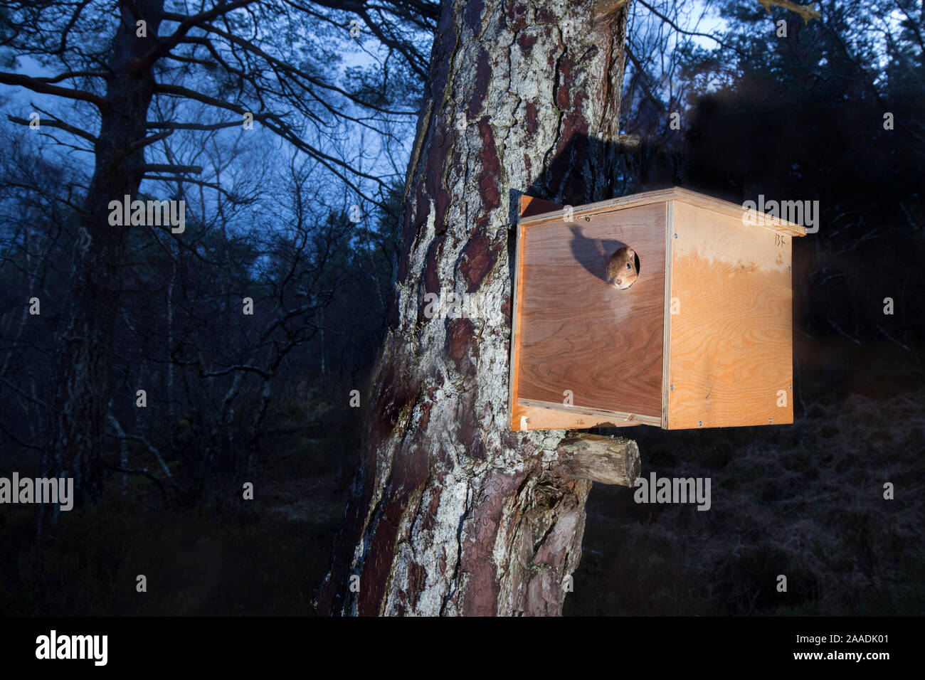 Remote camera shot of Red squirrel (Sciurus vulgaris) emerging from transit box following its translocation from Moray to Plockton, Scotland, UK. Winner of the Documentary Series Category of the British Wildlife Photography Awards (BWPA) 2017. Stock Photo